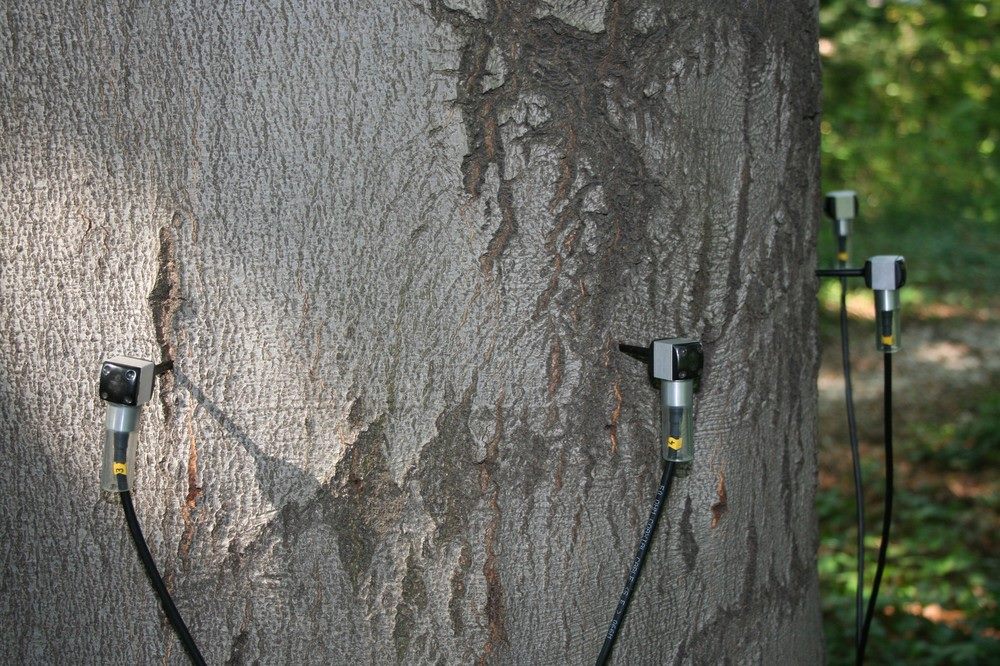 dendrolog-warszawa dendrolog warszawa